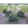 Touffe de Yucca filamentosa