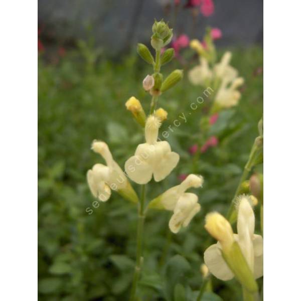 Sauge arbustive vivace à fleurs jaunes Salvia greggii 'Sungold' — free download