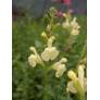 Fleur de Salvia greggii 'Sungold' - Sauge de Gregg jaune