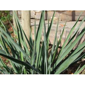 Yucca à filaments blancs