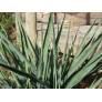 Yucca à filaments blancs