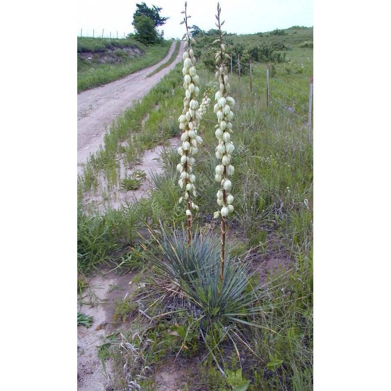 Yucca glauca - Yucca glauque