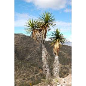 Yucca mixtecana | Yucca de la Mixteca