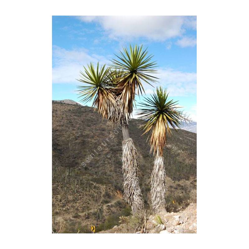 Yucca mixtecana | Yucca de la Mixteca