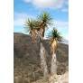 Yucca mixtecana | Yucca de la Mixteca