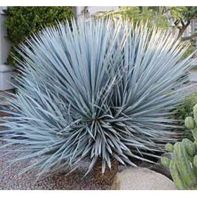 Yucca rigida