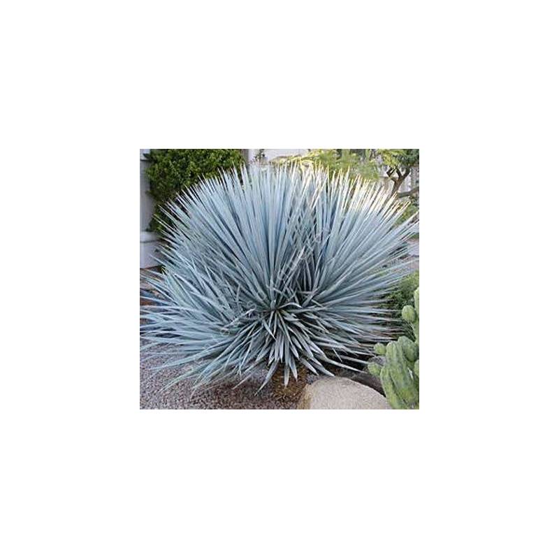 Yucca rigida - Yucca bleu du Mexique