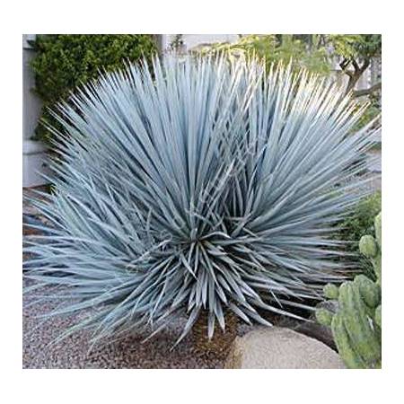 Yucca rigida - Yucca bleu du Mexique