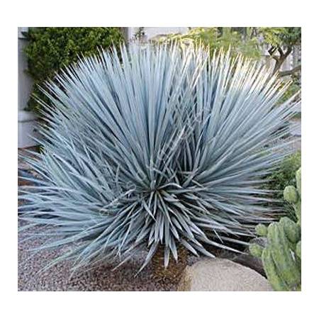 Yucca rigida