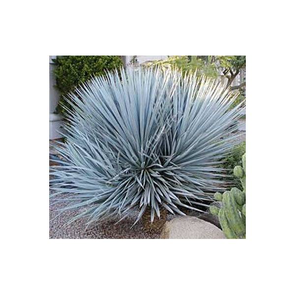 Yucca rigida - Yucca bleu du Mexique