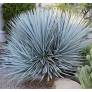 Yucca rigida - Yucca bleu du Mexique