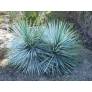 Yucca rigida au feuillage bleu métallique