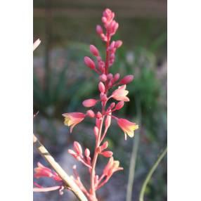 Hesperaloe parviflora - Yucca rouge