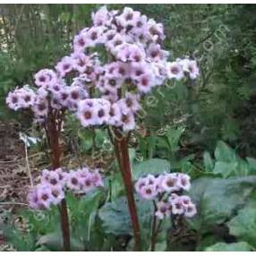 Bergenia cordifolia - Bergénie - plante des savetiers