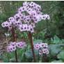 Bergenia cordifolia - Bergénie - plante des savetiers