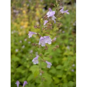 Calamintha nepeta - Calament