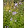 Calamintha nepeta - Calament