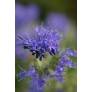 Caryopteris x clandonensis 'Kew Blue' - Barbe bleue