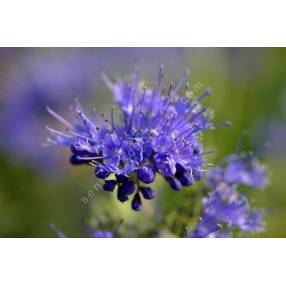 Caryopteris x clandonensis 'Kew Blue' - Barbe bleue