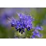 Caryopteris x clandonensis 'Kew Blue' - Barbe bleue