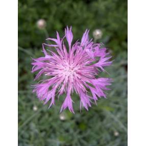 Centaurea bella - Centaurée Elégante