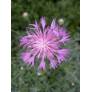 Centaurea bella - Centaurée Elégante