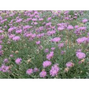 Centaurea bella - Centaurée Elégante