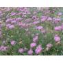 Centaurea bella - Centaurée Elégante