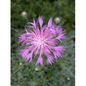 Capitule rose mauve de la centaurée à tiges simples