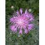 Capitule rose mauve de la centaurée à tiges simples