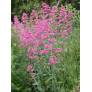 Centranthus ruber, Valeriane des murs, Lilas d'Espagne