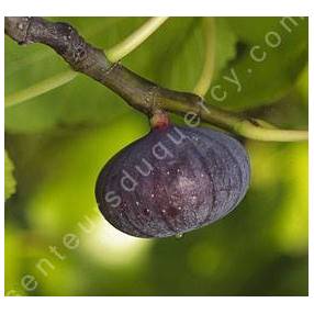 Figuier 'Bourjassotte Noire' - Ficus carica violette de Solliès