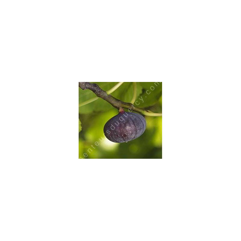 Figuier 'Bourjassotte Noire' - Ficus carica violette de Solliès