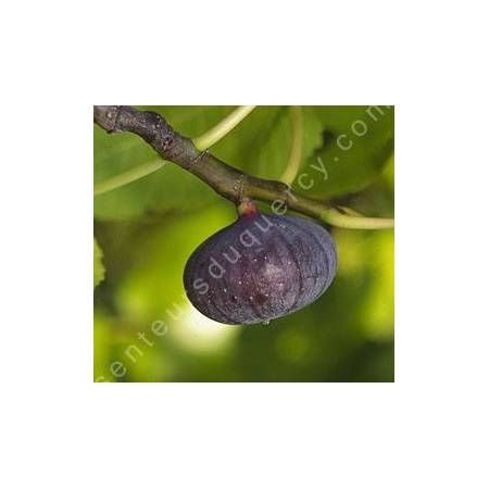 Figuier 'Bourjassotte Noire' - Ficus carica violette de Solliès
