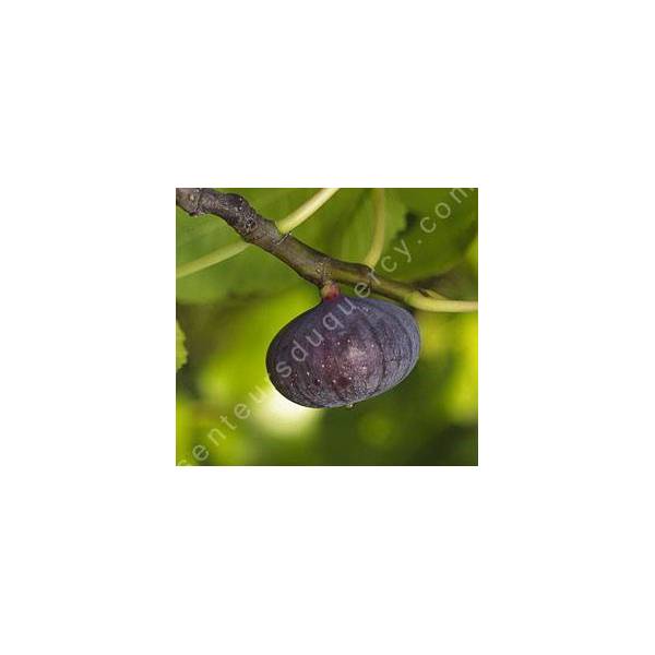 Figuier 'Bourjassotte Noire' - Ficus carica violette de Solliès