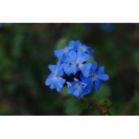 Ceratostigma griffithii, plumbago rampant