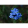 Ceratostigma griffithii, plumbago rampant