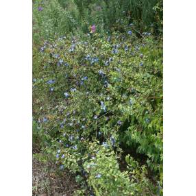 Ceratostigma griffithii, plumbago rampant