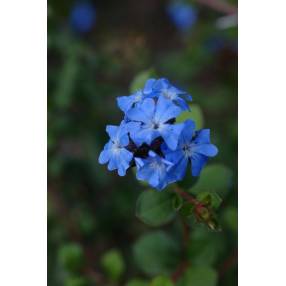 Ceratostigma griffithii, plumbago rampant