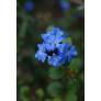 Ceratostigma griffithii, plumbago rampant