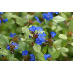 Ceratostigma plumbaginoides, Plumbago rampant