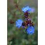 Ceratostigma plumbaginoides, Plumbago rampant