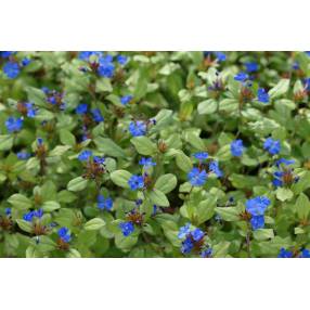 Ceratostigma plumbaginoides, Plumbago rampant