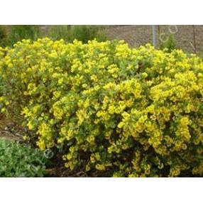 Coronilla glauca - Coronille glauque