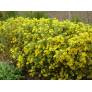 Coronilla glauca - Coronille glauque