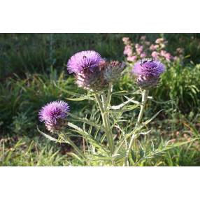 Cynara cardunculus, Cardon