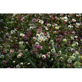 Erigeron karvinskianus - Pâquerette des murailles