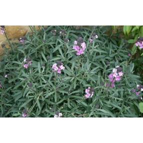 Erysimum 'Bowles Mauve', Giroflée arbustive