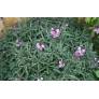 Erysimum 'Bowles Mauve', Giroflée arbustive