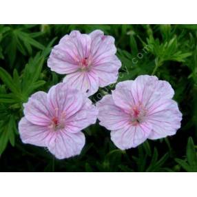 Geranium sanguineum var. striatum - Géranium vivace